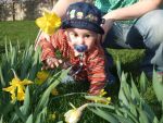 Der alte Mann und die Osterglocken