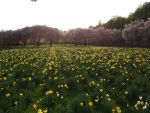 2009_0407m_rz0079.JPG