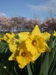 2009_0407m_rz0036.JPG